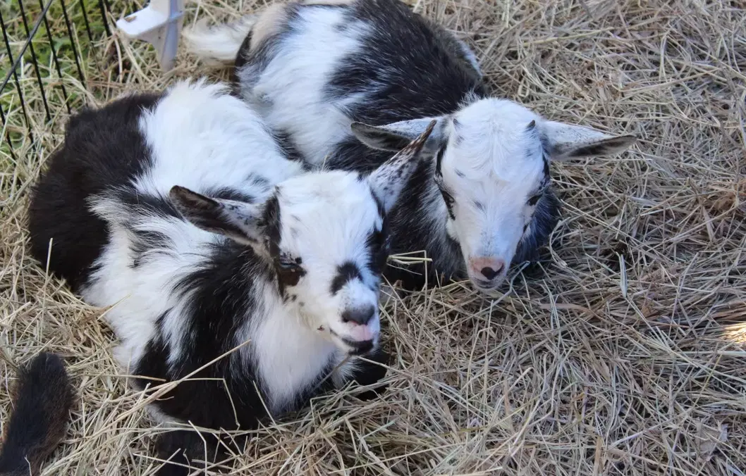 GOAT YOGA